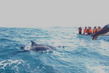 Key West tour with dolphin watching from Miami